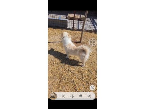 Acil yuva arıyorum köpeğimize