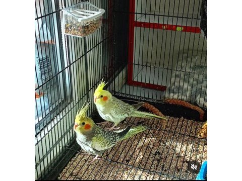 Çift ve yavru sultan papağanlar