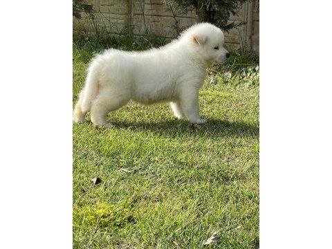 %100 safkan beyaz akita yavruları