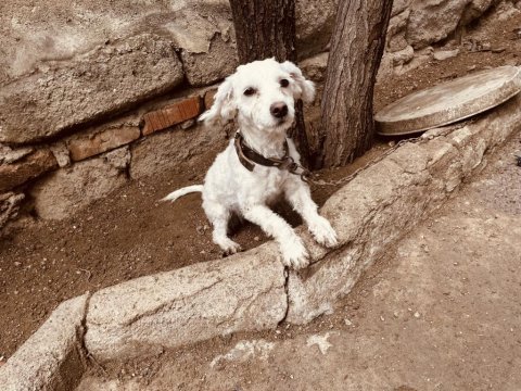 1 yaşında uslu terrier kızımızı sahiplendiriyoruz