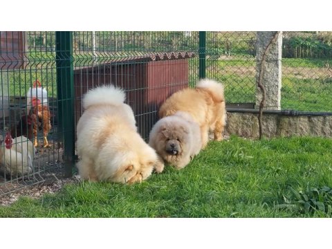 Chow chow (çin aslanı) yavrularımız