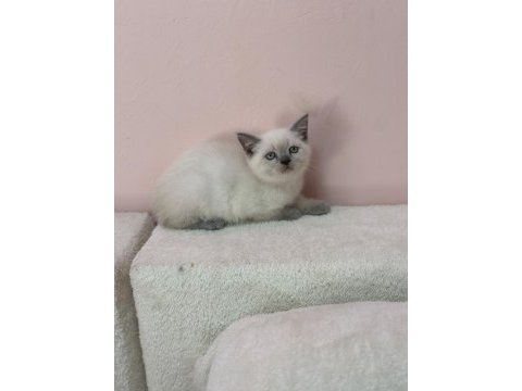 A+ kalite british shorthair bebeğimiz