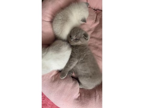 Ayı surat scottish fold bebekler