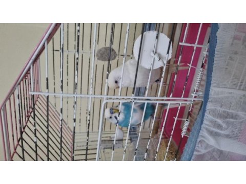 Çift dişi albino mavi parçalı erkek muhabbet kuşu