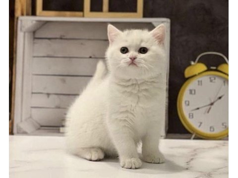 Safkan brıtısh shorthair yavrularım 