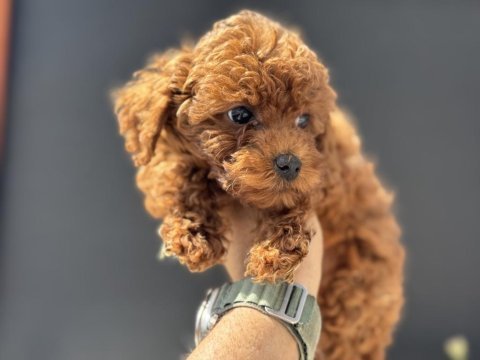 Ruhsatlı çiftlikde ziyarete açık toy poodle yavrular