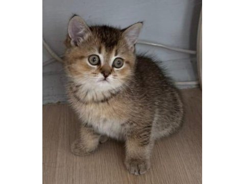 British scottish golden bebekler