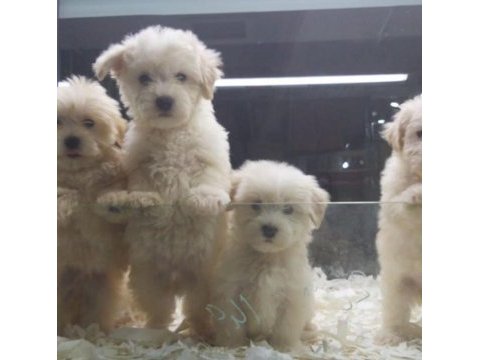 Safkan maltipoo yavrularımız vonalp garantisiyle 