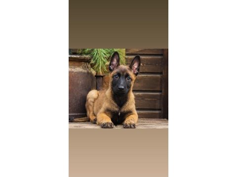 Safkan belçika malinois yavruları
