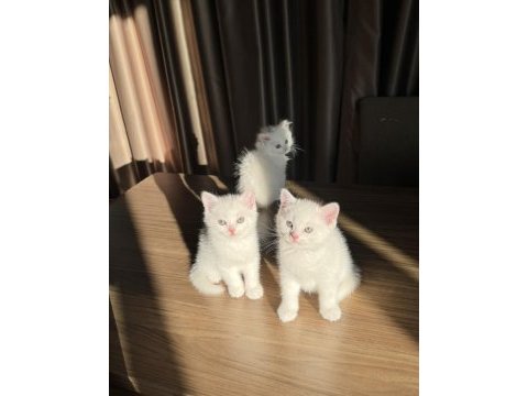 British shorthair ve longhair masmavi göz yavrular