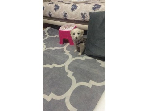 Dünya güzeli köpeğimiz arya