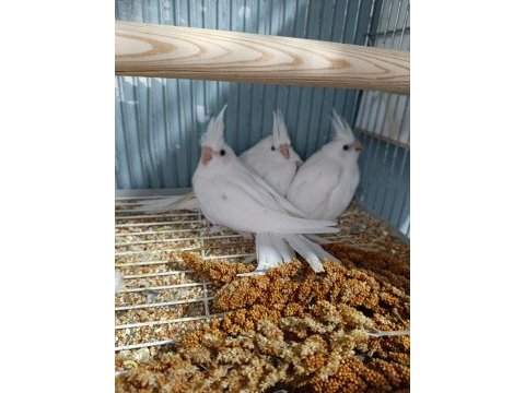Yavru - yetişkin sultanlar değerinde