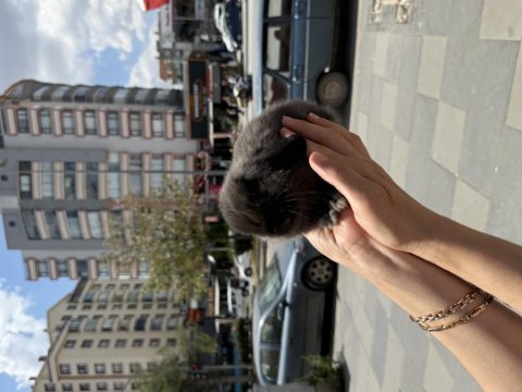 Cüce lop holland bebekler hazır