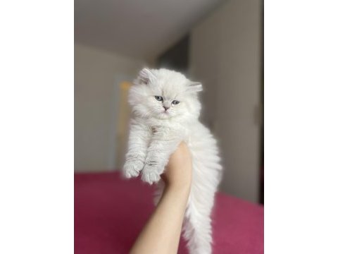 Brıtısh longhaır yavrularım 