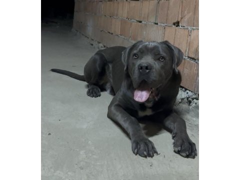 Cane corso blue erkek orjinal eğitimli
