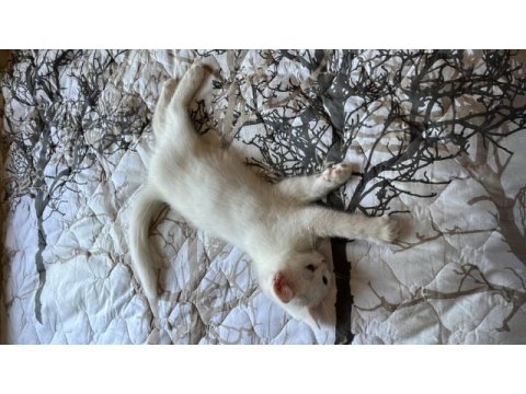 Minnos kedim guzel kizim sahiplendiriyoruz esyalariyla