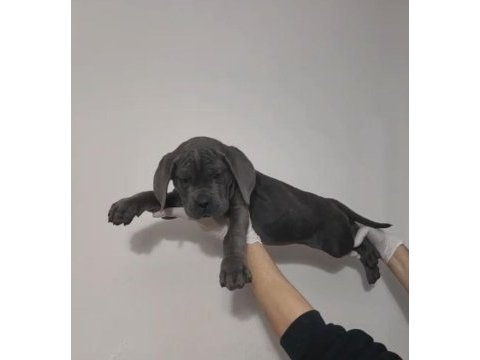 Acil sahiplendirilecek a şecereli cane corso yavrular