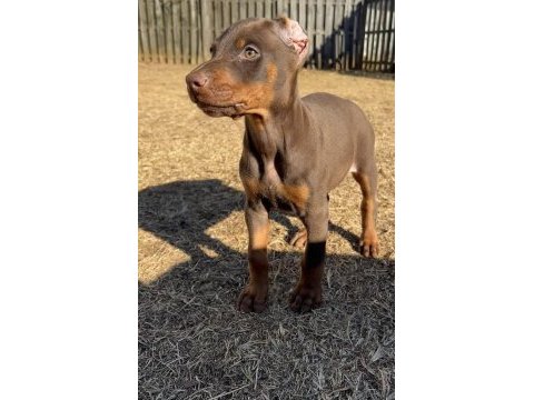 A++ kalite anne baba şecereli doberman yavrular