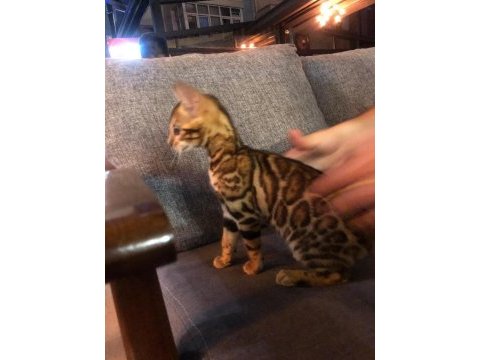 Dişi bengal