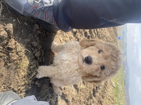 Toy poodle dişi erkek