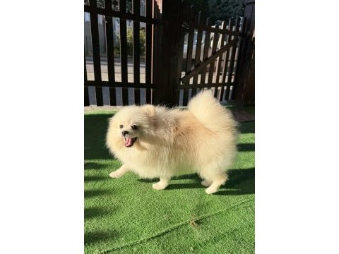 Yetışkın erkek pomeranian boo