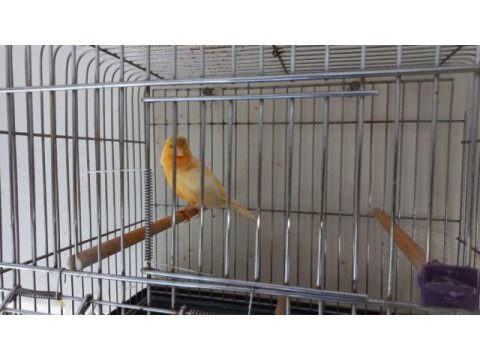 Kanarya yavru yetişkin sağlıklı güzel