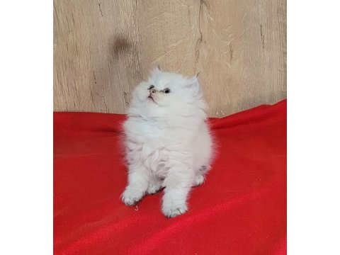 Mükemmel british longhair dişi yavrular