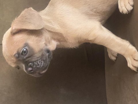 French bulldog erkek yavrumuz