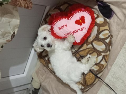 Ücretsiz sahiplendirme köpeğimiz