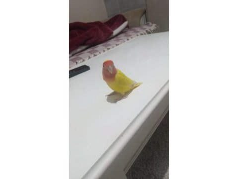 Papağanımızı sahiplendiriyorum