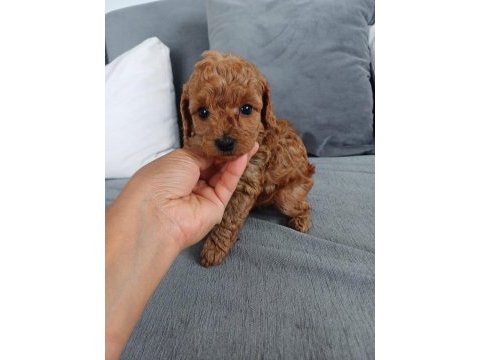 Show kalite tea cup kore poodle yavrularımız