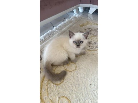 British shorthair bluepoint