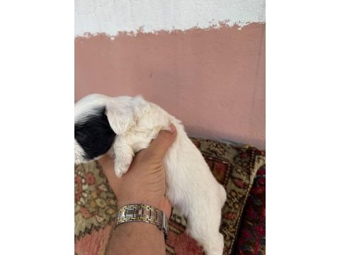 27 günlük köpekler