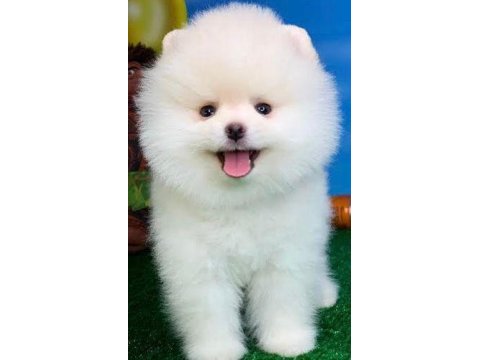 Secereli 40 günlük pomeranian boo