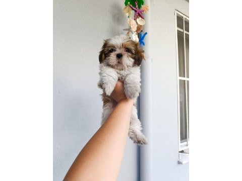 Güzeller güzeli shih tzu bebekler