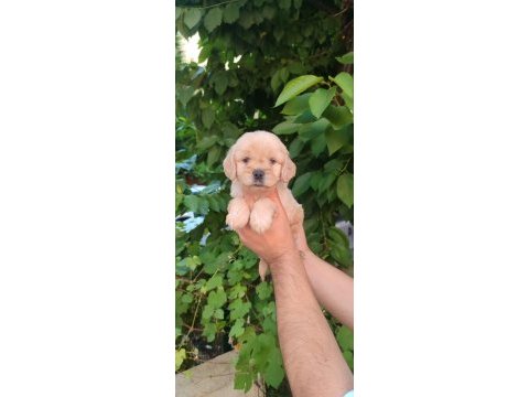 Mağazamızdan uyguna emsalsiz güzellikte maltipoo