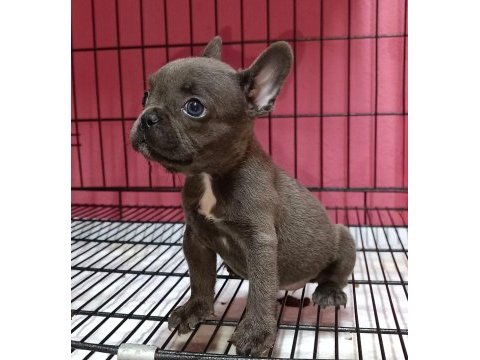 French bulldog blue