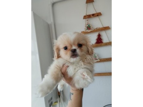 Minicik pekinez bebek köpekler
