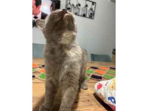 6 aylık british shorthair lilak