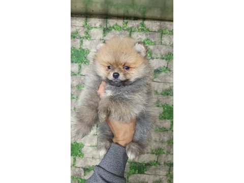 Pomeranian yavrular için ulaşabilirsiniz