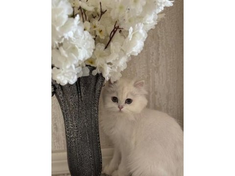 Safkan british longhair dünyalar güzeli prensesim