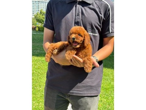 Toy poodle bebekler