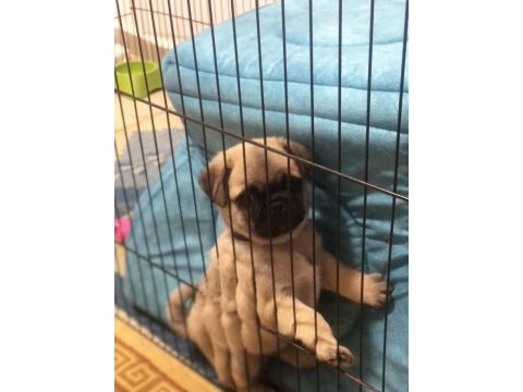 Dişi pug yavru köpeğimiz