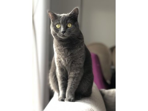 British shorthair nezoşa yuva arıyoruz