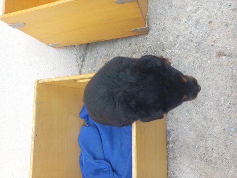 Koca kafa macar rottweiler yavrular sahiplendirilecektir