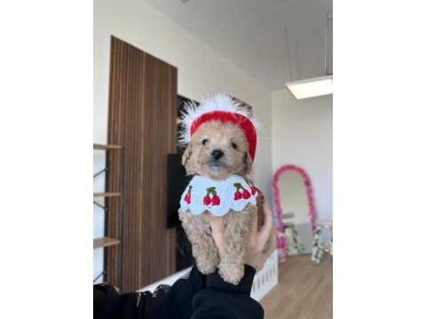 Sevimli maltipoo kızımız ailesini arıyor