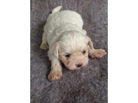 Mini maltese terrier yavruları