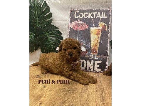 Kore poodle yavruları