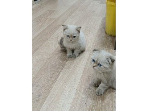 Scottish fold 2,5 aylık