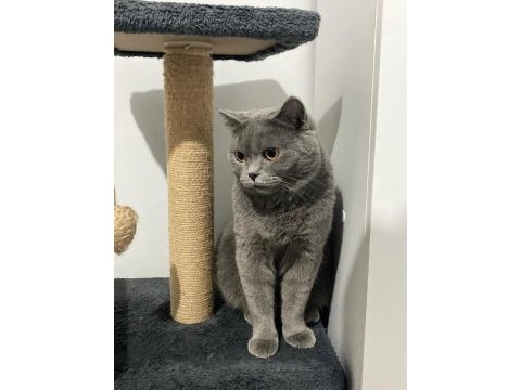 Ömürlük yuva arıyorum british shorthair